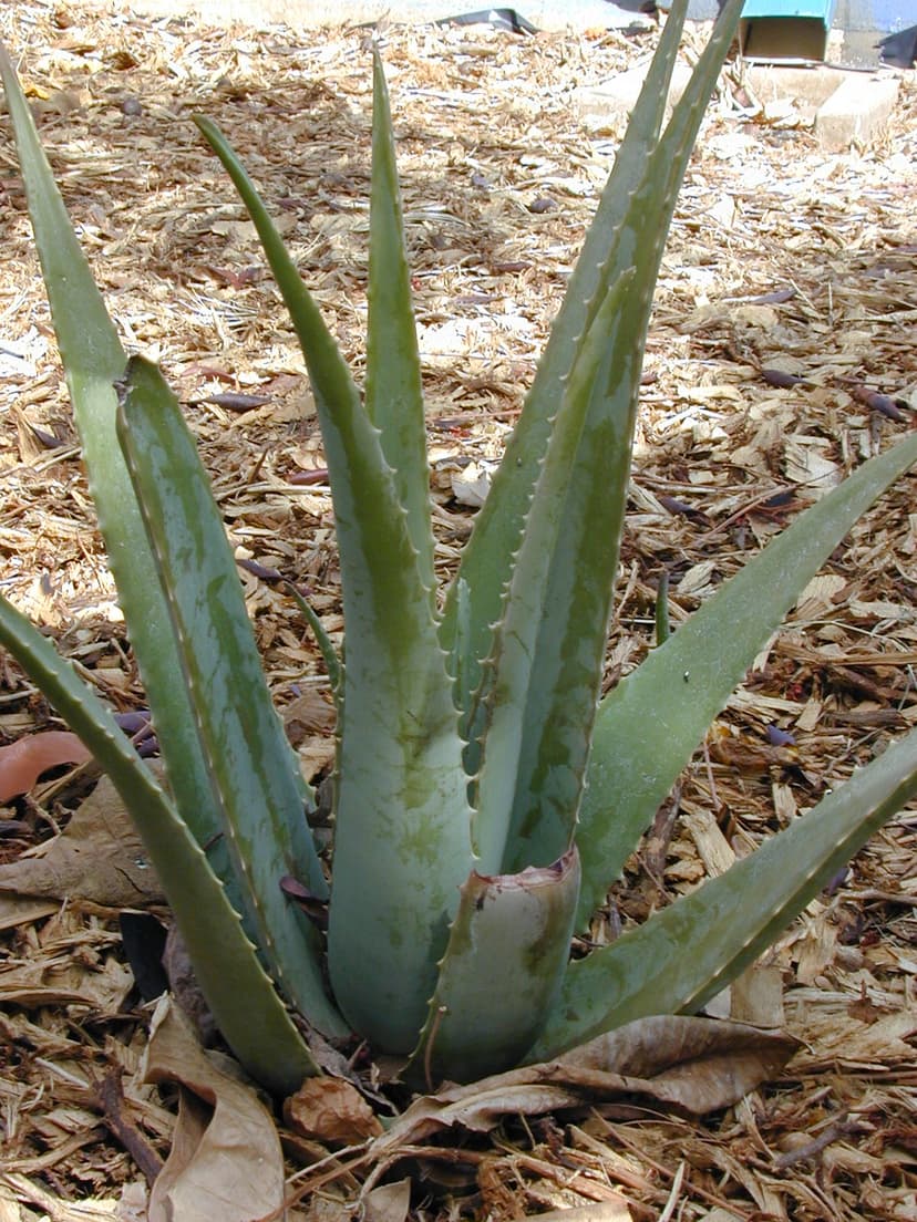 Imagen de Aloe Vera (Sábila)