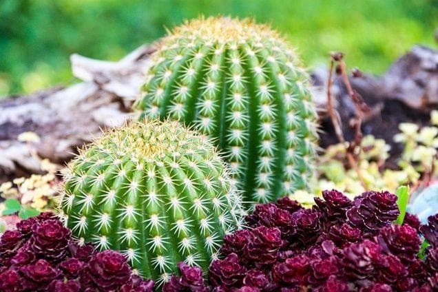 Imagen de Cactus